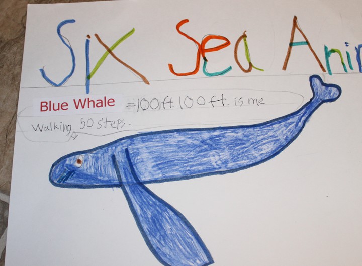 Science and Math Activity: Measuring the Length of Sea Animals - Frugal Fun  For Boys and Girls