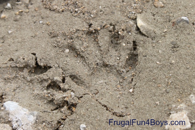 How to Make a Mold of Animal Tracks with Plaster of Paris