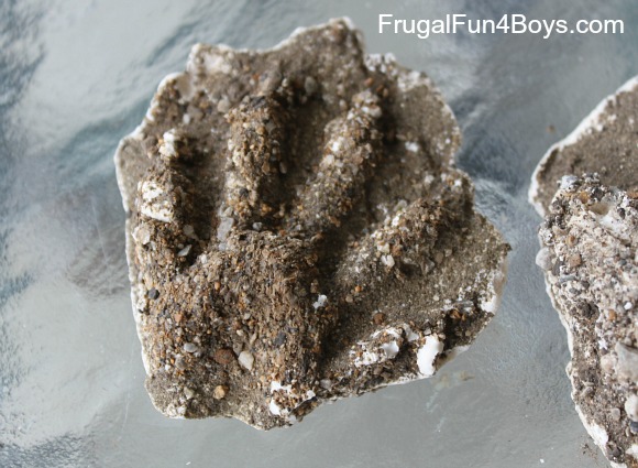 How to Make a Mold of Animal Tracks with Plaster of Paris