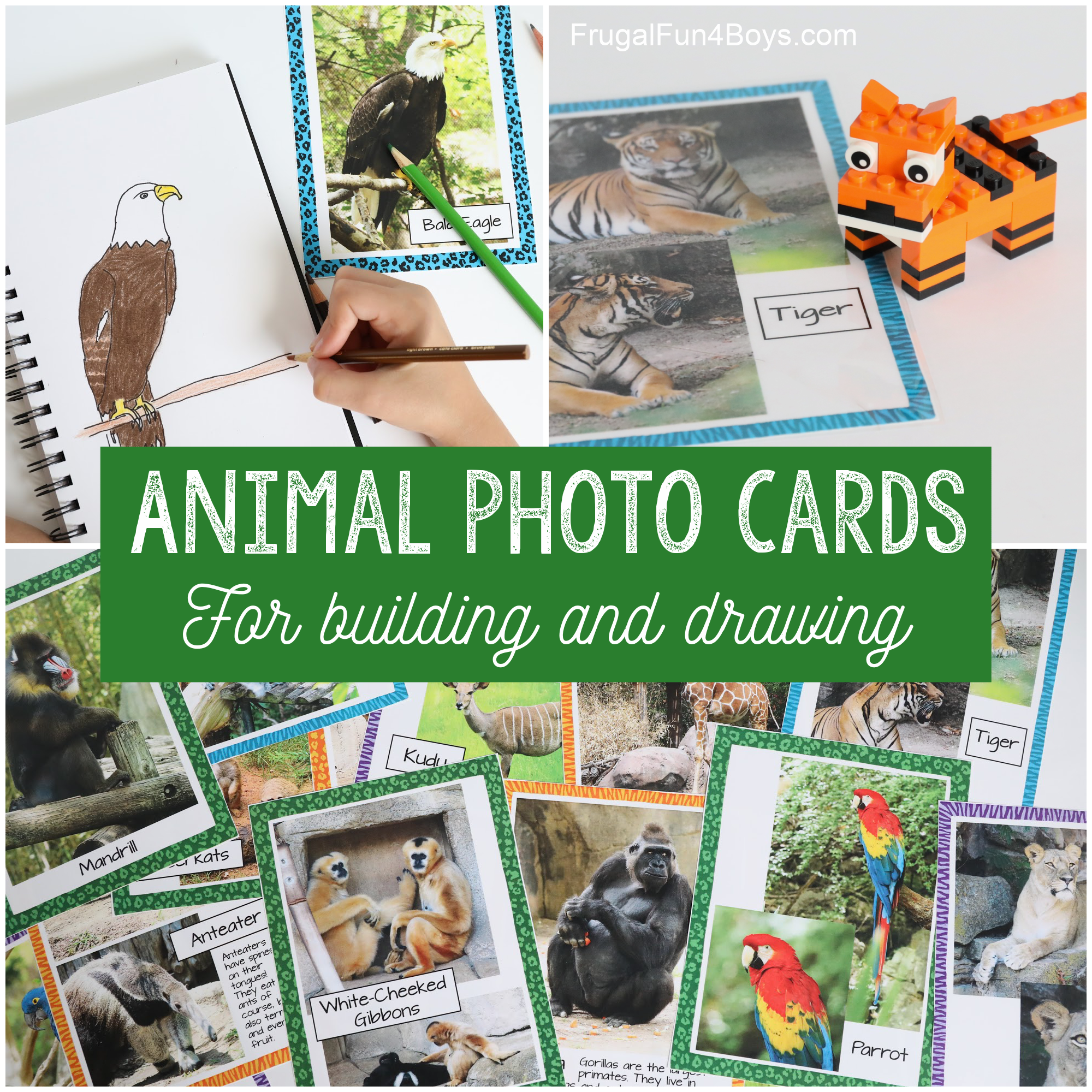 Animal Photo Cards {Drawing or Building Activity} - Frugal Fun For Boys and  Girls