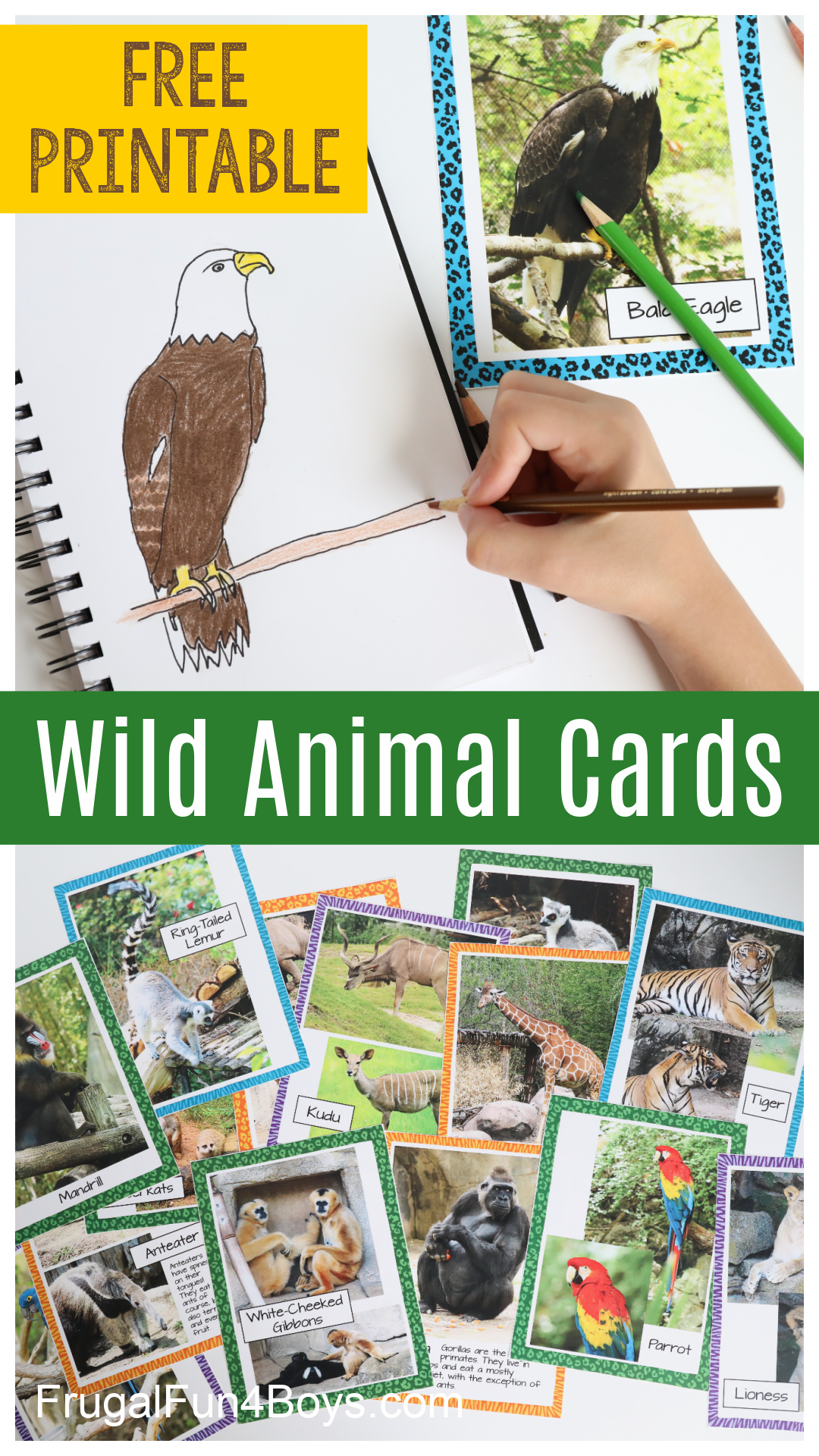 Animal Photo Cards